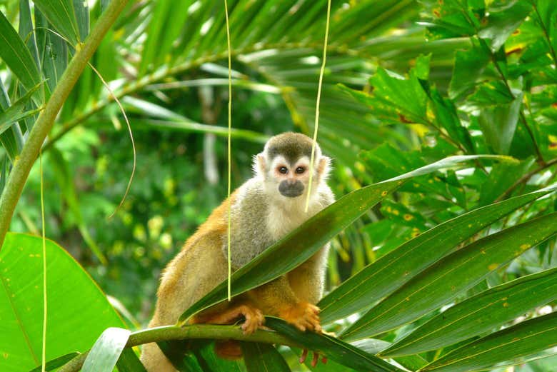 Monkey in the reserve