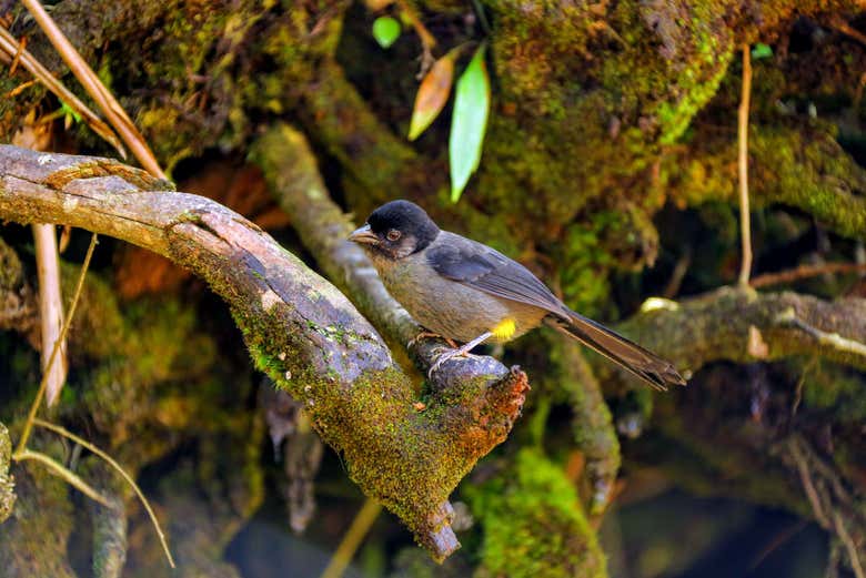 Oiseau du Parc National du Volcan Poás