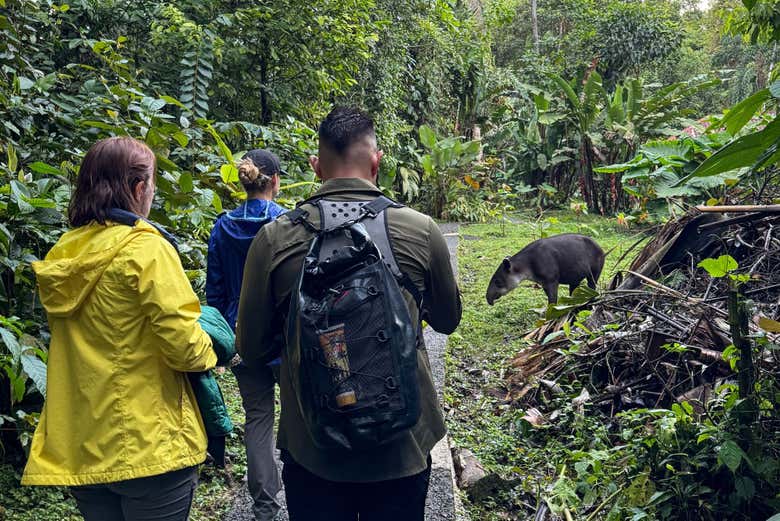 Observando a fauna local do parque Rainforest Atlantic