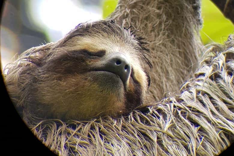 Using a spotting scope to admire a sloth
