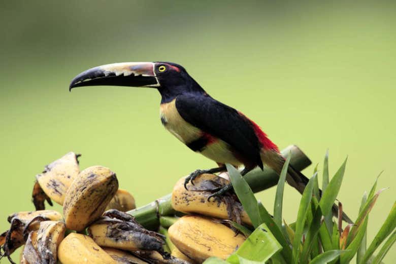 Tropical bird in Costa Rica