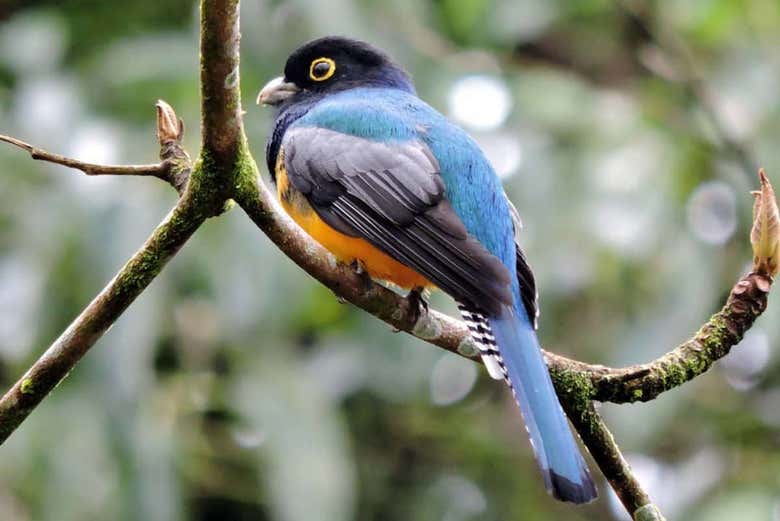 Trogon at the Toucan Rescue Ranch