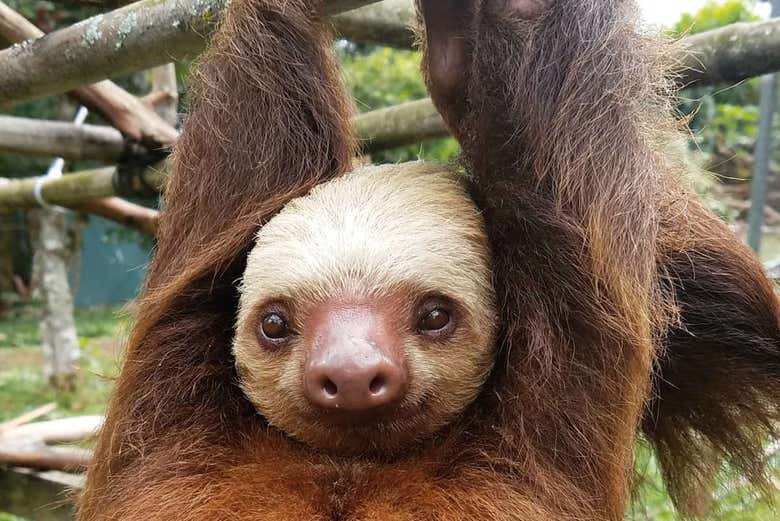Sloth at the Toucan Rescue Ranch