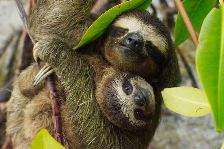 Sloths