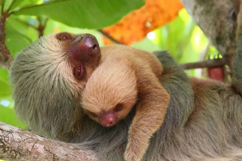 Sloths in the Manuel Antonio National Park