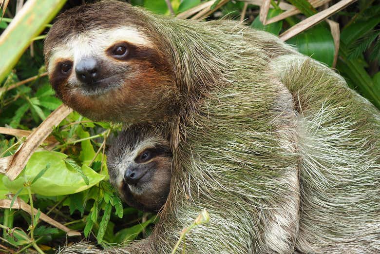 Sloth in the jungle