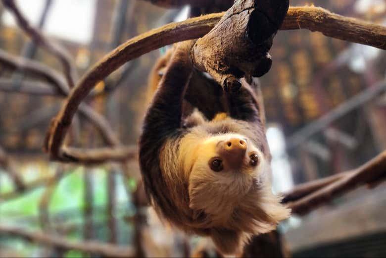 El típico perezoso en la selva tica