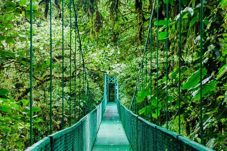Uno de los puentes de Monteverde