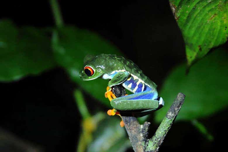 Rana tropical