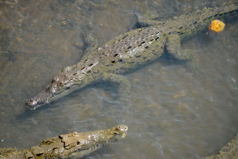 Avistamiento de cocodrilos en el río Tárcoles desde San José
