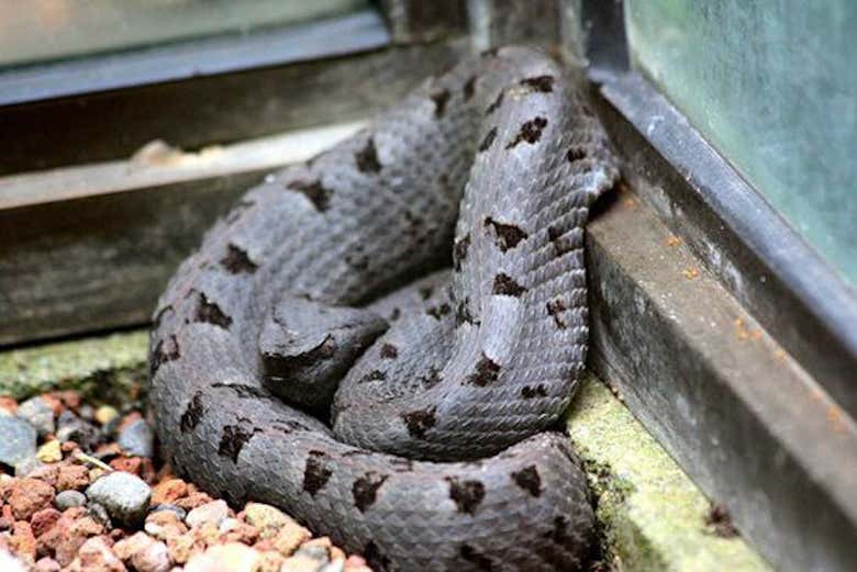Serpiente tropical