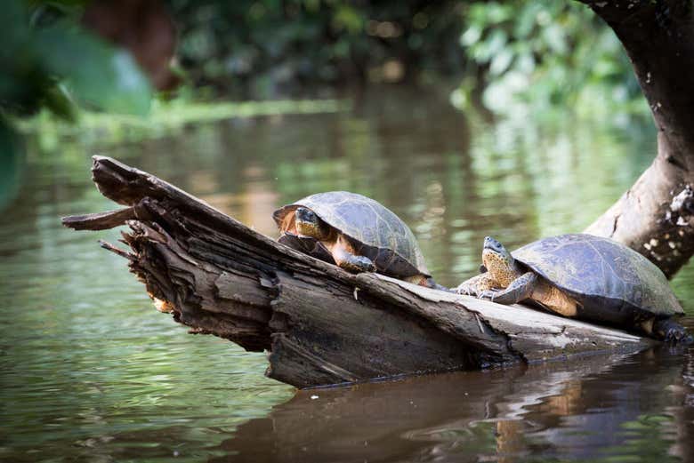 Turtles in Tortuguero National Park