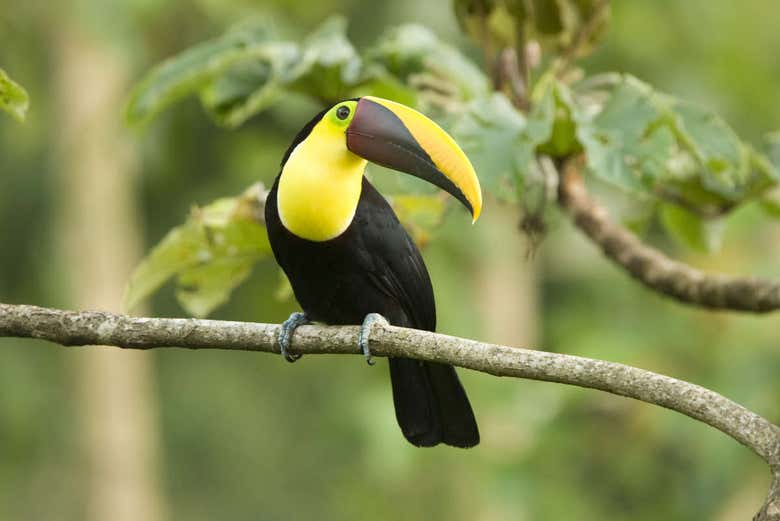 Tucan in the Manuel Antonio National Park