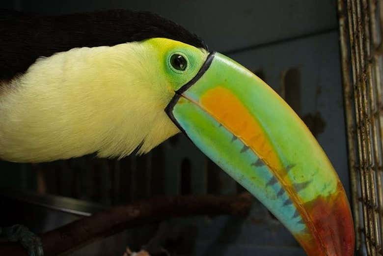 Toucan