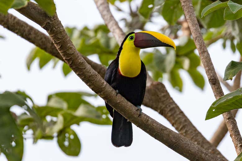 Tucan en el río Tárcoles