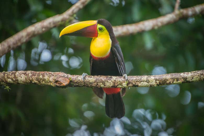 Tucano da Selva Verde Lodge