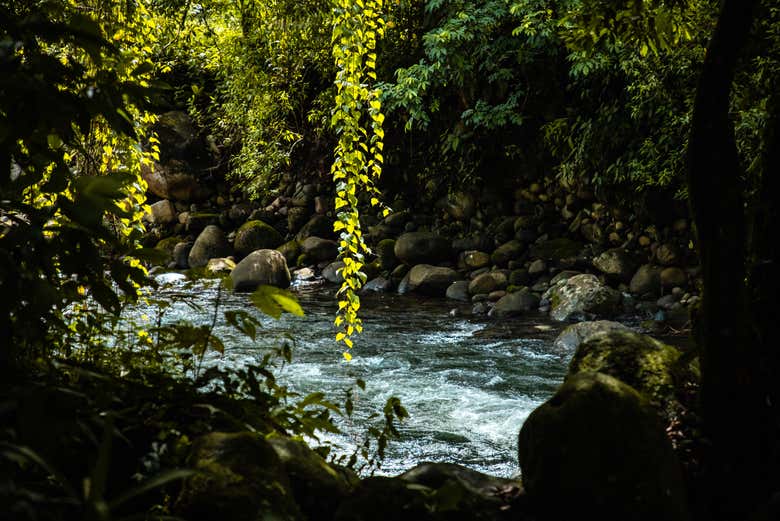 Fiume Blanco tra la vegetazione