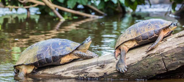 Tour por el Parque Nacional Tortuguero