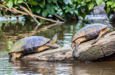 Tour del Parco Nazionale di Tortuguero