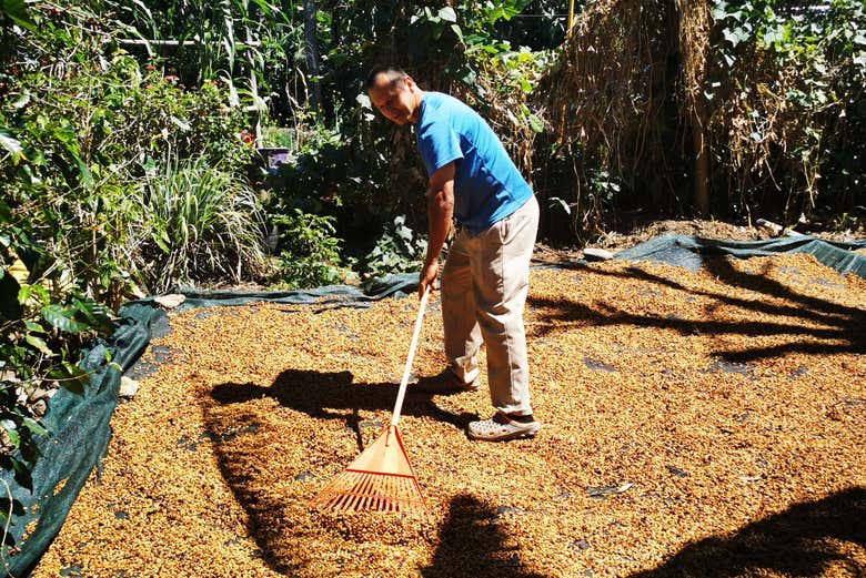 Aprendiendo sobre el procesado del café
