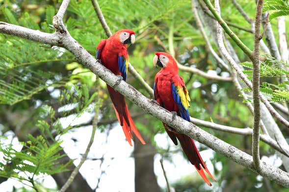 Excursión al Parque Nacional Corcovado