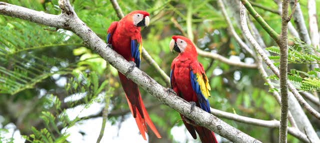 Excursión al Parque Nacional Corcovado