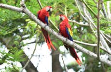 Excursión al Parque Nacional Corcovado