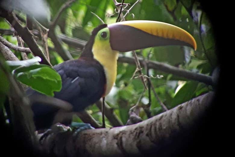 Tucano del Parco Nazionale Corcovado