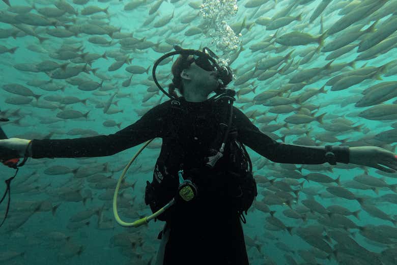 Un banco de peces