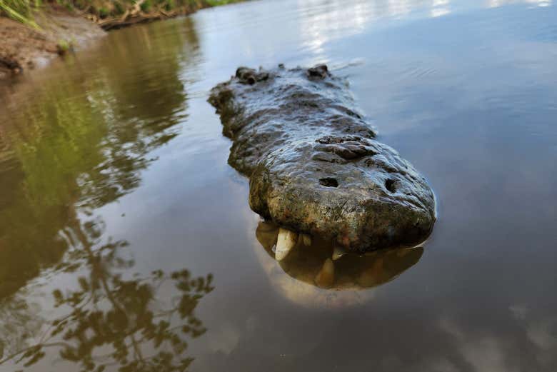 Get ready to make new scaly friends!