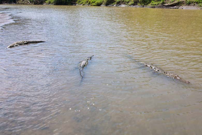 Marvel at crocodiles in their natural habitat