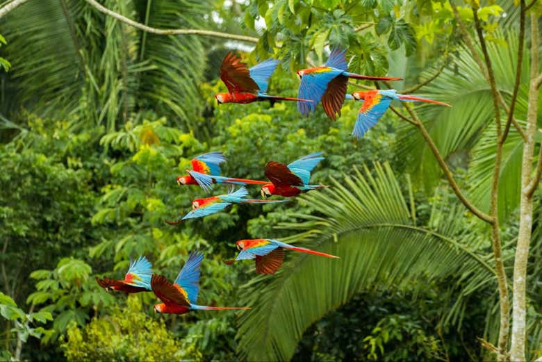 Las guacamayas rojas en Carara