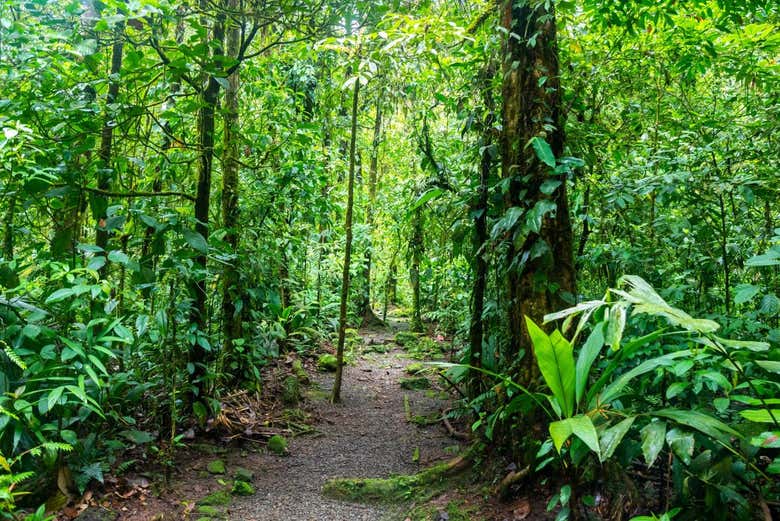 Uno de los senderos del Parque Nacional Carara