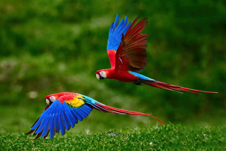 Majestuosas guacamayas volando