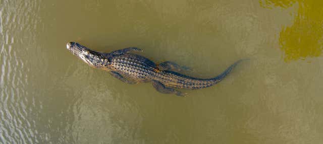 Tárcoles River Crocodile Safari