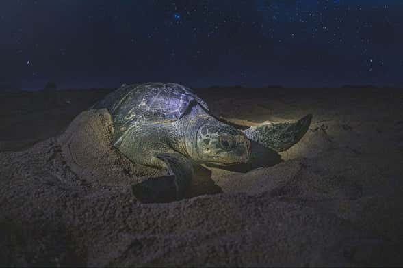 Avistamiento nocturno de tortugas marinas