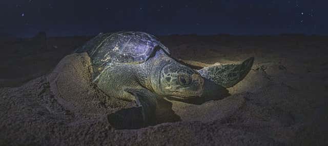 Avistamiento nocturno de tortugas marinas