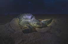 Avistamiento nocturno de tortugas marinas