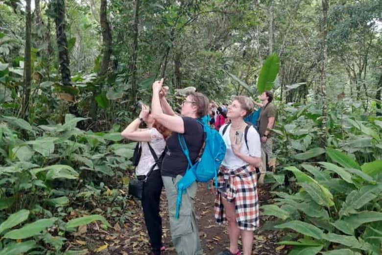 Keep your eyes peeled and look up to the treetops!