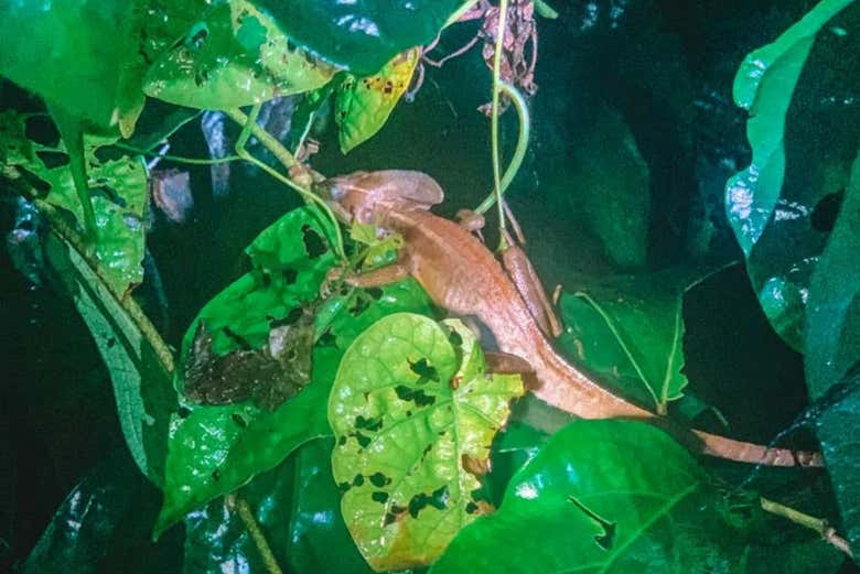 Poned atención entre las ramas