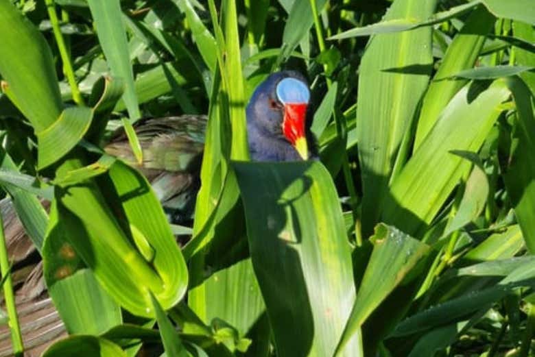 Exóticas aves entre la vegetación de Tortuguero