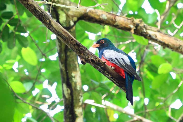 Oiseau coloré dans les arbres à Tortuguero