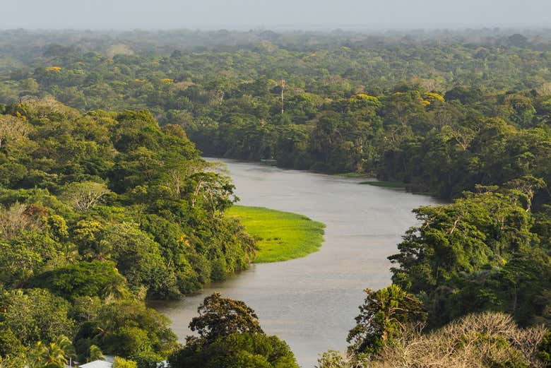 La vista del bosque tropical y los canales