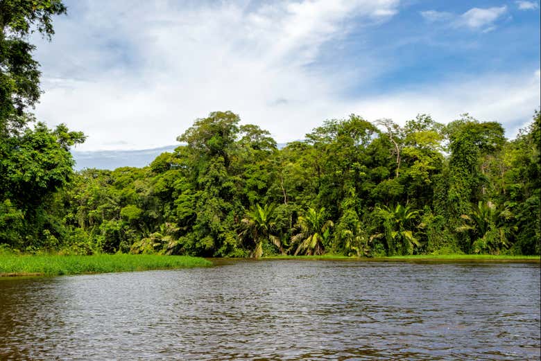 A densa vegetação do Parque Nacional Tortuguero