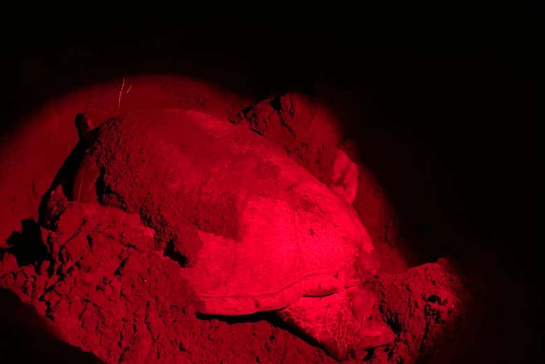 Use infrared lights to see the turtles