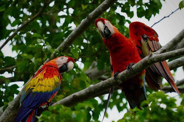 Check out the elegant scarlet macaws