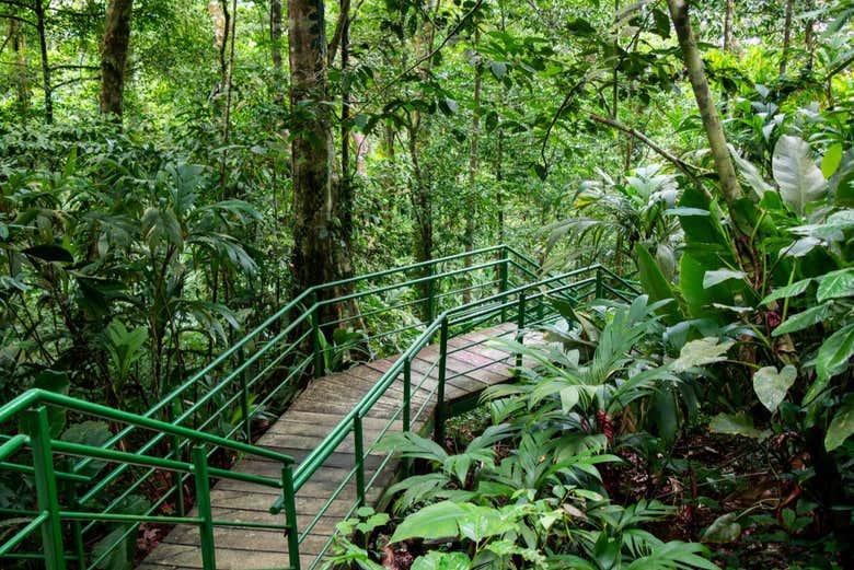 Las escaleras del sendero al Cerro Tortuguero