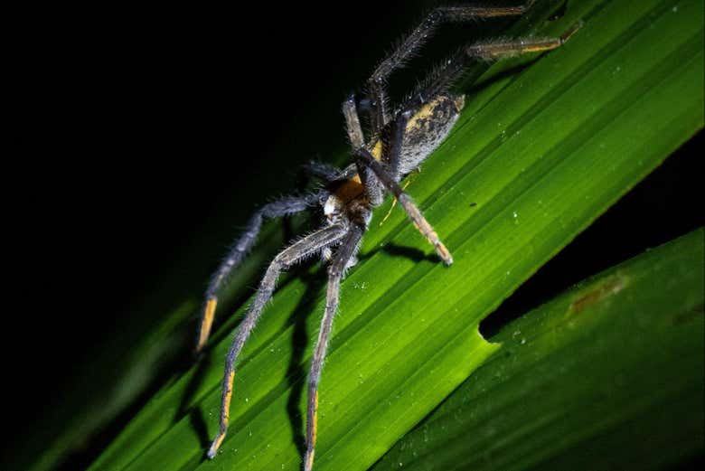 Una exótica tarántula en la selva