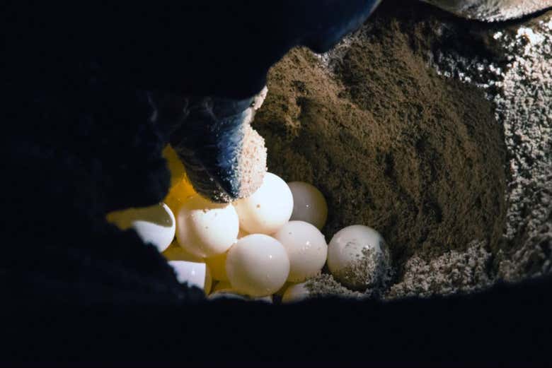 Be amazed by the egg-laying process
