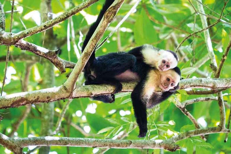 Say hi to the monkeys!